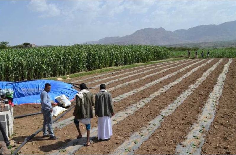 استراتيجية وطنية لمواجهة أزمة الأمن الغذائي في اليمن